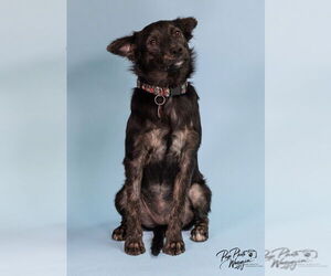 Mutt Dogs for adoption in Claremore, OK, USA