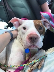 American Pit Bull Terrier-Unknown Mix Dogs for adoption in Uwchland, PA, USA
