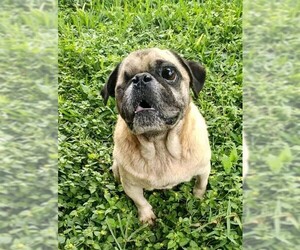 Pug Dogs for adoption in New York, NY, USA