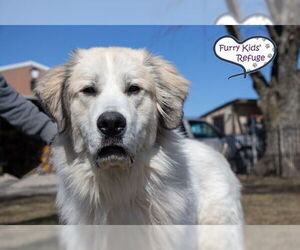 Great Pyrenees-Unknown Mix Dogs for adoption in Lee's Summit, MO, USA
