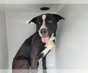 Labrador Retriever-Unknown Mix Dogs for adoption in Houston, TX, USA