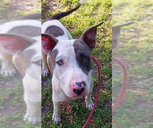 American Pit Bull Terrier Dogs for adoption in Fort Lauderdale, FL, USA