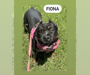 Bullmastiff-Unknown Mix Dogs for adoption in Muskegon, MI, USA