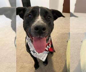 American Staffordshire Terrier-Border Collie Mix Dogs for adoption in Colorado Springs, CO, USA