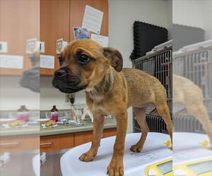 Pug-Unknown Mix Dogs for adoption in Santa Cruz, CA, USA