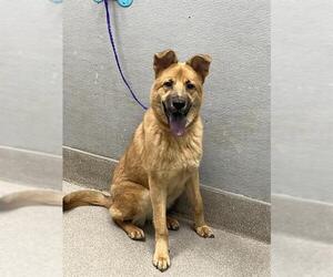 Chow Chow-German Shepherd Dog Mix Dogs for adoption in Las Vegas, NV, USA