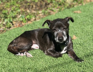 Dachshund Dogs for adoption in Dana Point, CA, USA