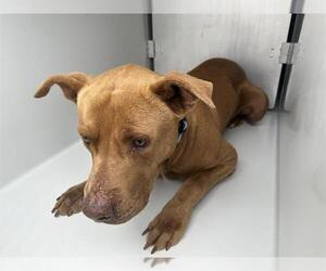 American Pit Bull Terrier-Labrador Retriever Mix Dogs for adoption in Houston, TX, USA