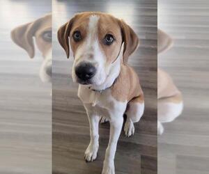 Labbe Dogs for adoption in Dallas, TX, USA