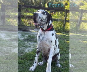 Great Dane Dogs for adoption in Palm Beach, FL, USA