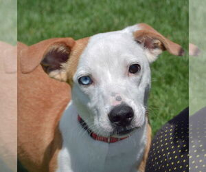 Australian Shepherd-Pointer Mix Dogs for adoption in Huntley, IL, USA