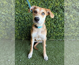 Beagle Dogs for adoption in Naples, FL, USA
