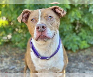 American Pit Bull Terrier-Unknown Mix Dogs for adoption in Tavares, FL, USA