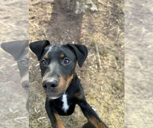 Rottweiler-Unknown Mix Dogs for adoption in Aurora, IN, USA