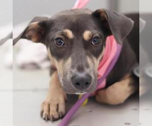 Mutt Dogs for adoption in San Antonio, TX, USA