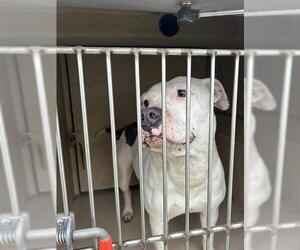 American Pit Bull Terrier-Unknown Mix Dogs for adoption in Oklahoma City, OK, USA