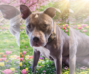 Mutt Dogs for adoption in Rockville, MD, USA