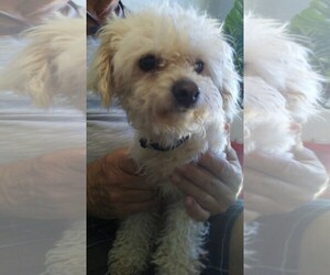 Maltipoo Dogs for adoption in Glendale , AZ, USA