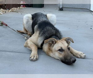 German Shepherd Dog Dogs for adoption in Redwood City, CA, USA