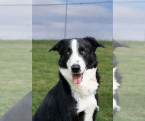 Border Collie-Unknown Mix Dogs for adoption in Abbeville, LA, USA