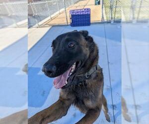 Mutt Dogs for adoption in Redlands, CA, USA