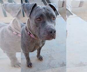 American Pit Bull Terrier-Unknown Mix Dogs for adoption in yucca valley, CA, USA