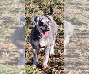 Mutt Dogs for adoption in Walnutport, PA, USA
