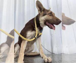 German Shepherd Dog Dogs for adoption in Bakersfield, CA, USA
