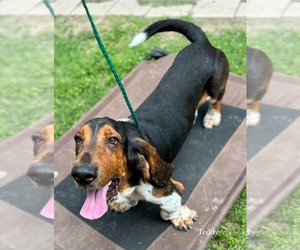 Basset Hound Dogs for adoption in Deepwater, NJ, USA