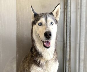 Siberian Husky Dogs for adoption in San Bernardino, CA, USA