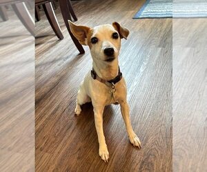 Jack Russell Terrier Dogs for adoption in Valrico, FL, USA