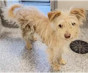 Mutt Dogs for adoption in Houston, TX, USA