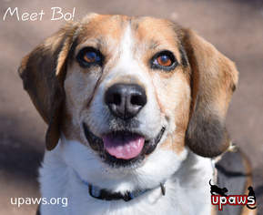 Beagle Dogs for adoption in Negaunee, MI, USA