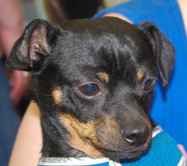 Chug Dogs for adoption in Longview, WA, USA