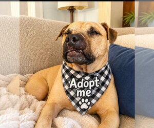 Mutt Dogs for adoption in Euless, TX, USA