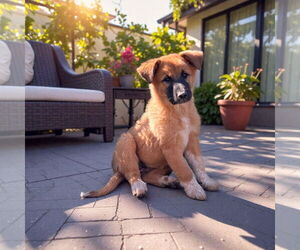 Border Collie Dogs for adoption in Menifee, CA, USA