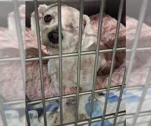 Poodle (Miniature) Dogs for adoption in Bakersfield, CA, USA