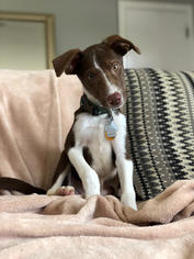 Brittany Dogs for adoption in St. Bonifacius, MN, USA