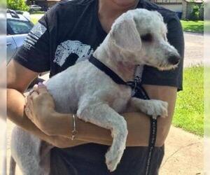Bichon Frise Dogs for adoption in Claremore, OK, USA