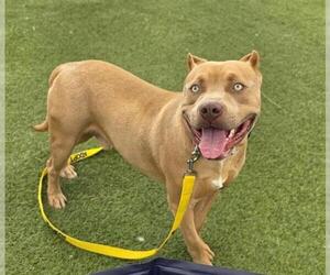 American Pit Bull Terrier-Unknown Mix Dogs for adoption in Las Vegas, NV, USA