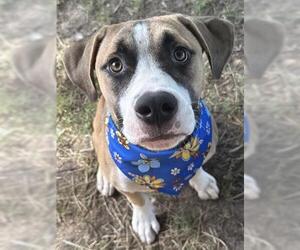 American Pit Bull Terrier Dogs for adoption in Tulsa, OK, USA