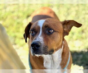American Pit Bull Terrier-Unknown Mix Dogs for adoption in Tulsa, OK, USA