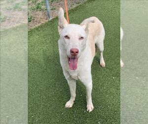 German Shepherd Dog-Siberian Husky Mix Dogs for adoption in Fayetteville, NC, USA