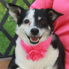Chi-Corgi Dogs for adoption in Garfield Heights, OH, USA