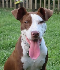 American Pit Bull Terrier-Pointer Mix Dogs for adoption in Lafayette, LA, USA