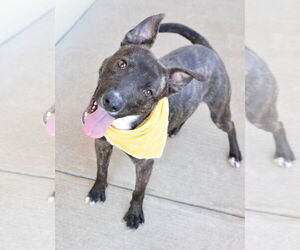American Pit Bull Terrier-Unknown Mix Dogs for adoption in McKinney, TX, USA