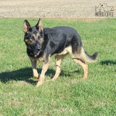 German Shepherd Dog Dogs for adoption in Troy, IL, USA