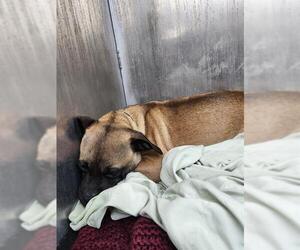 Pug-Unknown Mix Dogs for adoption in San Antonio, TX, USA