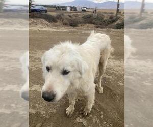 Great Pyrenees Dogs for adoption in Bakersfield, CA, USA
