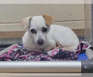 Chihuahua-Unknown Mix Dogs for adoption in Martinez, CA, USA